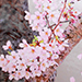 Ko Shimizu Gallery